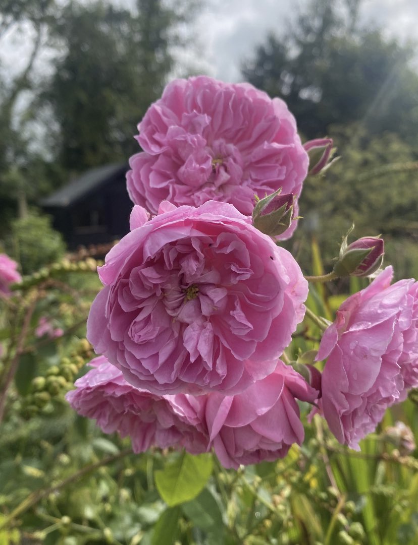 Good morning, wishing you a spectacular #fridaymorning #FlowersofFriday #FridayFeeling #FlowersOfTwitter #GardeningX