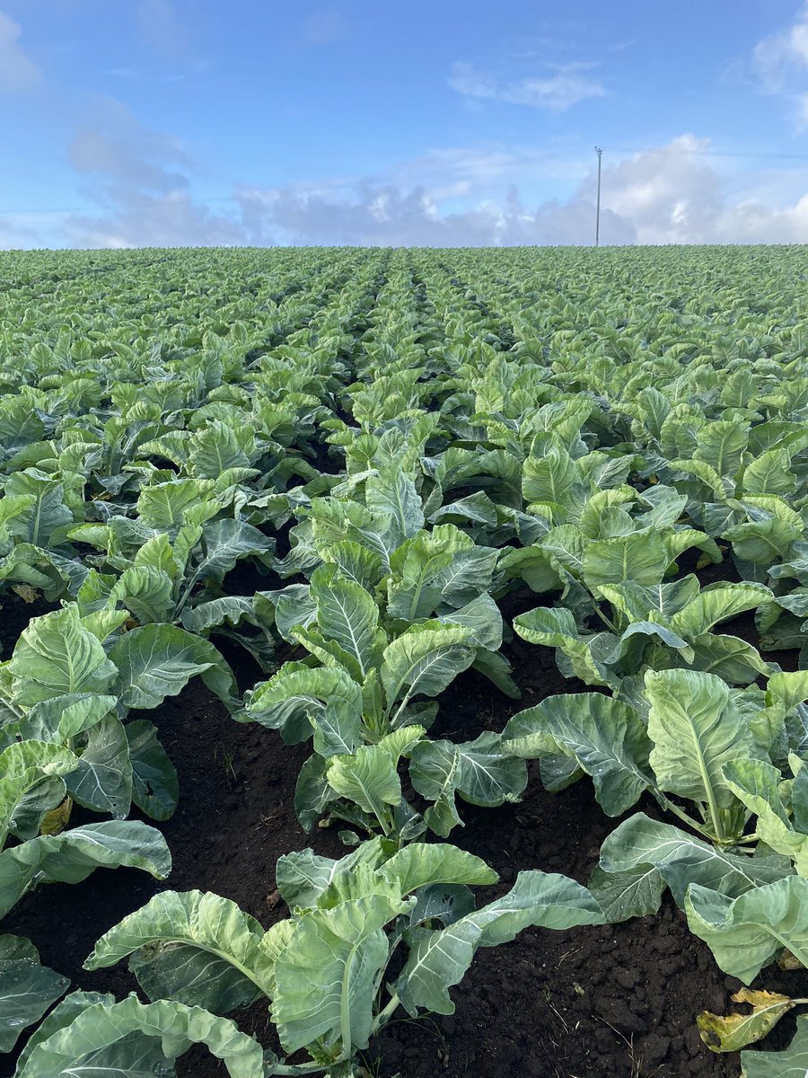 Organic Cauli looking really well and enjoying the liquid sunshine. Plenty of FYM seems to have done the trick this year. 🥬😍