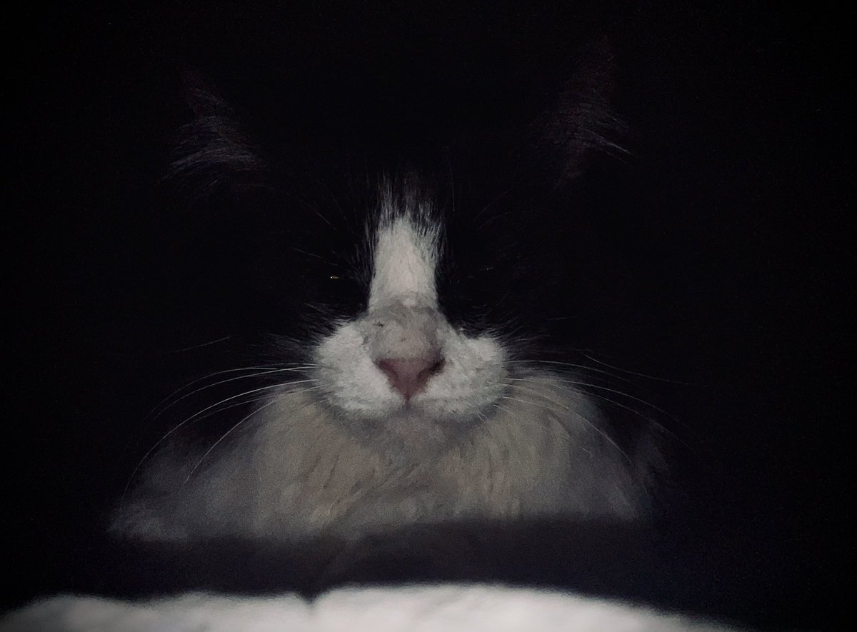 Daí vc sonha que está numa missão espacial, sufocando pela falta de ar e acorda com uma bola de pelos de 8kg te olhando… e ainda acha fofo. Realmente, “o gato é o único animal que conseguiu domesticar o homem”, como disse o sociólogo Marcel Mauss. #gatos #cats