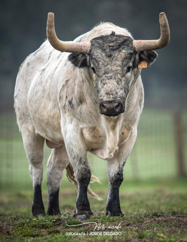 Ya apuntaba buen destino, mucha suerte ganadero!! 
@penajaradecastajijona 
#peñajaradecastajijona #peñajara #mimirada #photography #lasventasdelespiritusanto #lasventas #madrid #concursodeganaderias