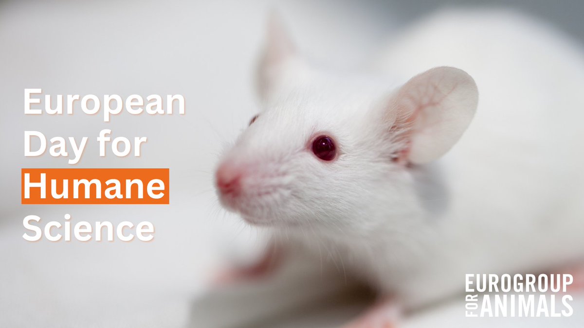 Act4AnimalsEU's tweet image. On this #EuropeanDayForHumaneScience, we would like to highlight that thoughts are shifting &amp;amp; actions too. ✊

Initiatives to reduce the use of animals &amp;amp; to transition to #nonanimalscience are being developed in a number of 🇪🇺 countries.

Learn more ➡️ bit.ly/3nBQzLP