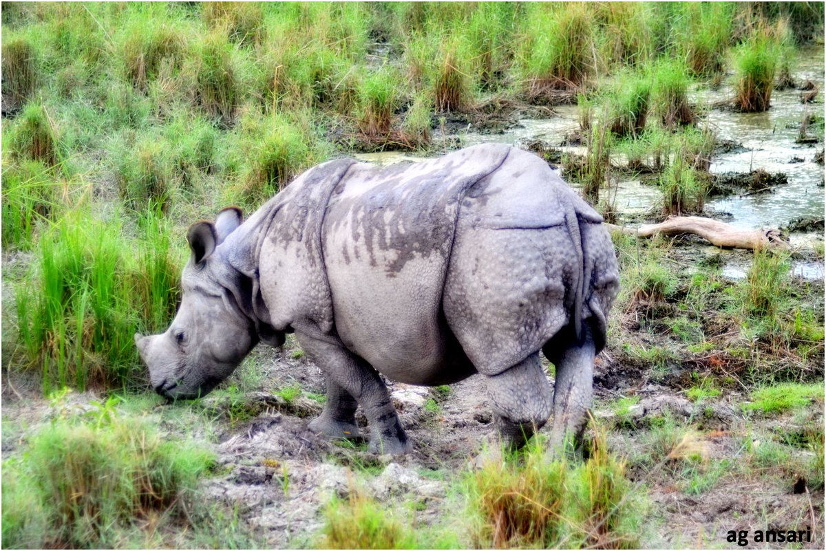 Happy World Rhino Day. #Dudhwa