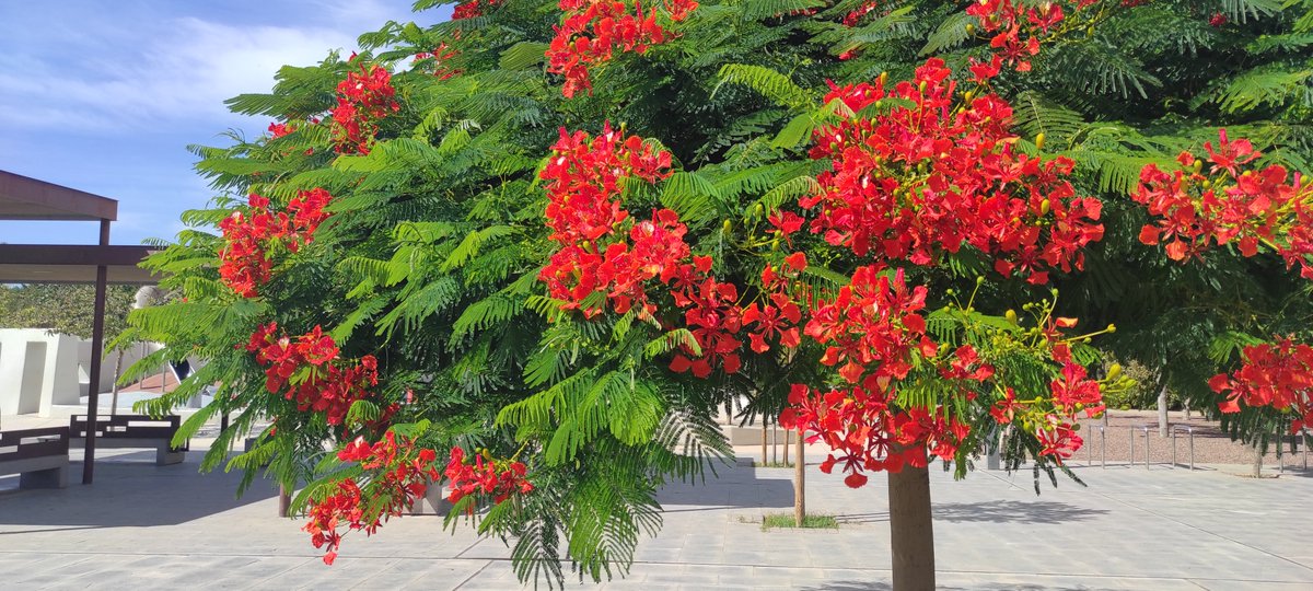 JardinesAlmeria's tweet photo. Este fin de semana hemos entrado en #Otoño 🍁 y en el Parque de las Familias de #Almería nos encontramos con este magnífico ejemplar de Flamboyán en flor 🌺.
@aytoalm #ParquesyJardines #PlanBotania 🌿 #JardinesdeAlmería 🏰🌴 https://t.co/WYXJA1n4Ht