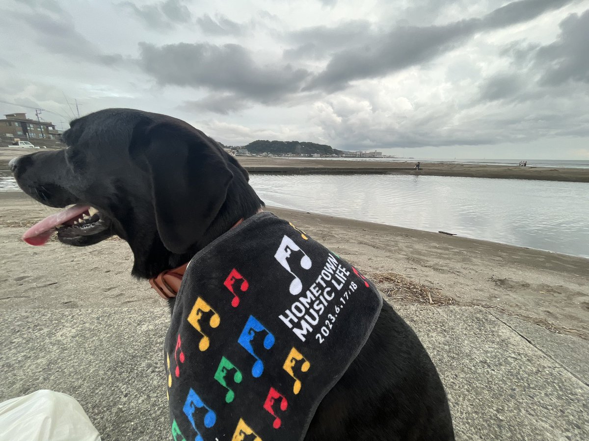 AArxv2clRT5jdbC's tweet image. #HTML2023
#黒ラブラドール 
タオル🌈🎵可愛い😍
今日もお疲れ様でした😉