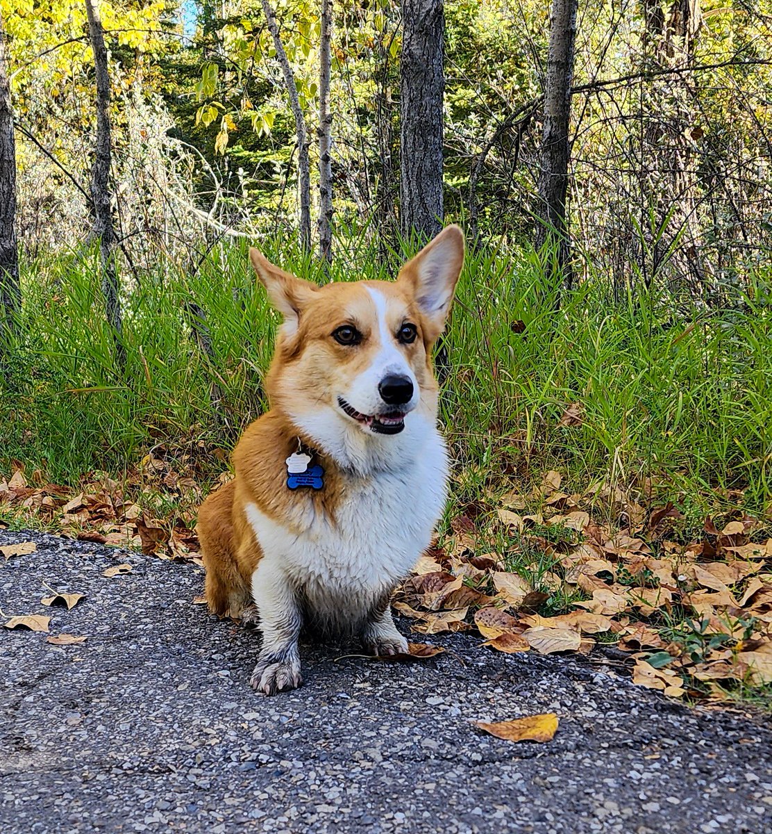 Corgi Lover (@corgi_doglover) on Twitter photo 