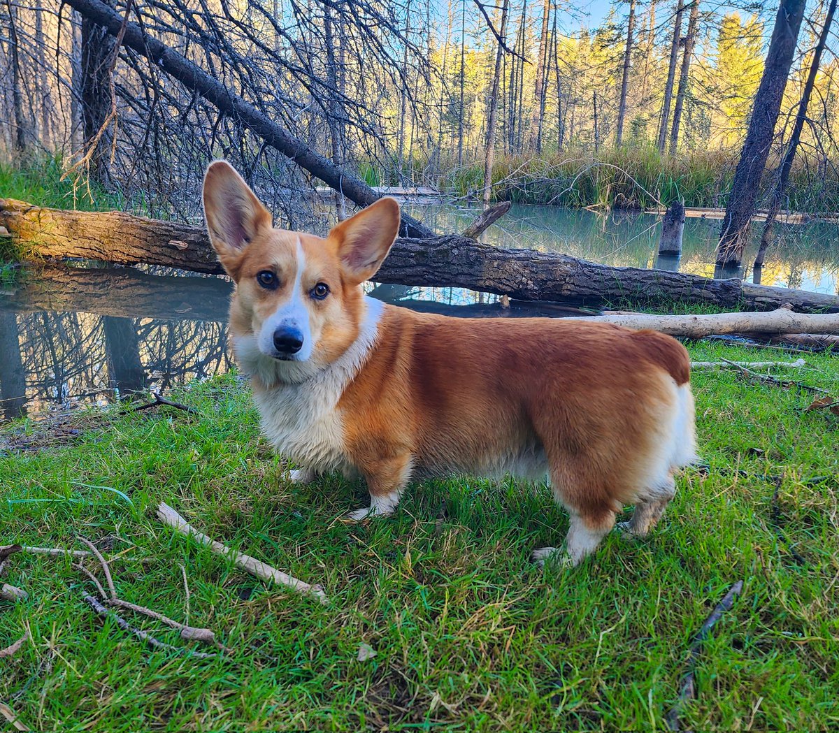 Corgi Lover (@corgi_doglover) on Twitter photo 