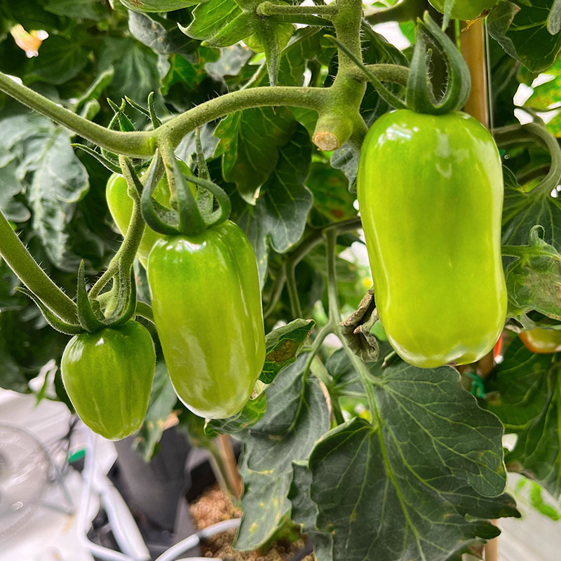 FutureGardenLtd's tweet photo. 🍅 Check out the shine on these tomatoes grown in the Chelmsford OptiClimate room. 🌟 We used Veg and Bloom Shine for a bountiful harvest. 🌿 Shine is a phosphite-based flowering booster. It comes packed with ingredients to supercharge plant performance.

https://t.co/owng7ayA0r https://t.co/6ndNKMI5fo