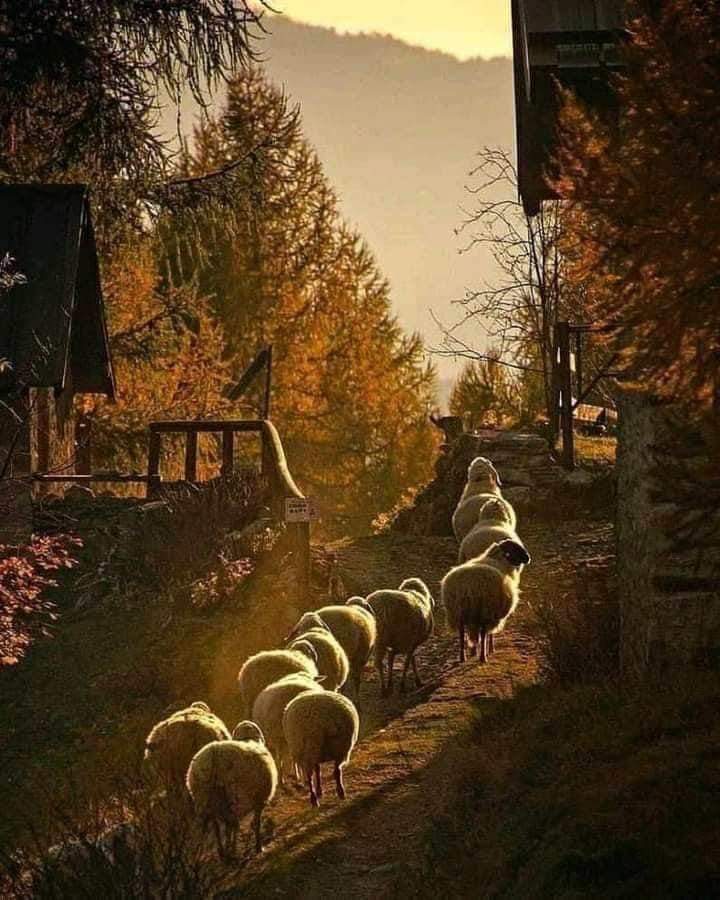 ❃❃❃ 𝑯𝑨𝑷𝑷𝒀 𝑭𝑹𝑰𝑫𝑨𝒀 🧡🐑🧡
#naturelovers #nature #NatureBeauty