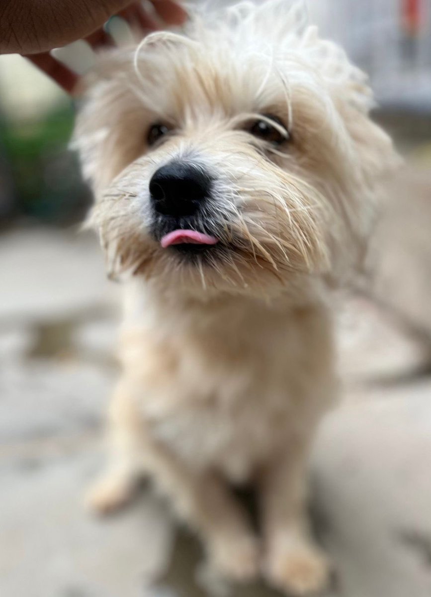 alphakennelske's tweet image. Hey guys,I’m clearing my kennels in order to create more space,i have a total of 13 dogs that i need to rehome @9k each.Pick up location is in Karen but we can facilitate delivery.
Follow @alphakennelske 

#ZenGarden
#UoNClass2023 
#Mercy
#MetropolCRB 
#dogsforsale