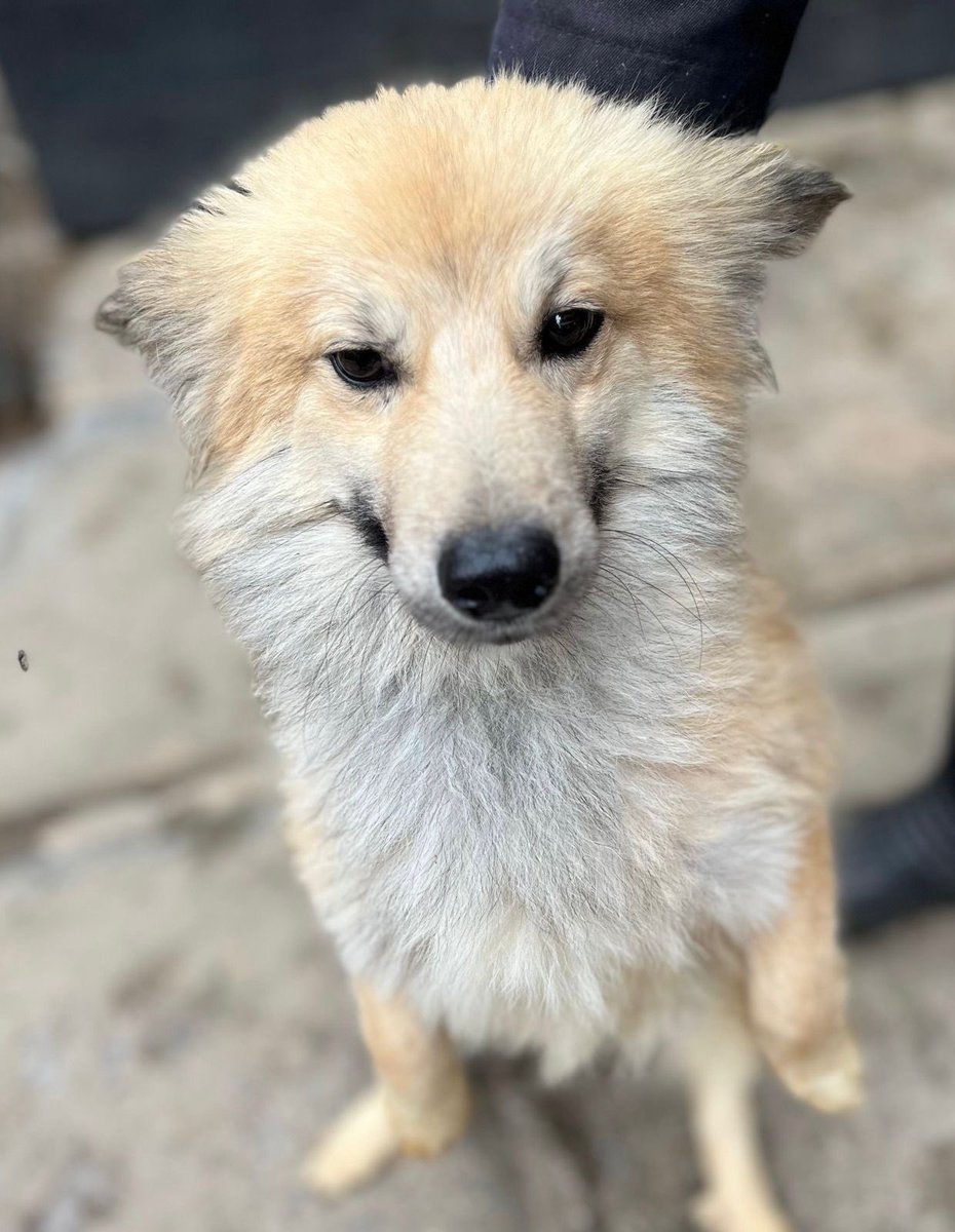 alphakennelske's tweet image. Hey guys,I’m clearing my kennels in order to create more space,i have a total of 13 dogs that i need to rehome @9k each.Pick up location is in Karen but we can facilitate delivery.
Follow @alphakennelske 

#ZenGarden
#UoNClass2023 
#Mercy
#MetropolCRB 
#dogsforsale