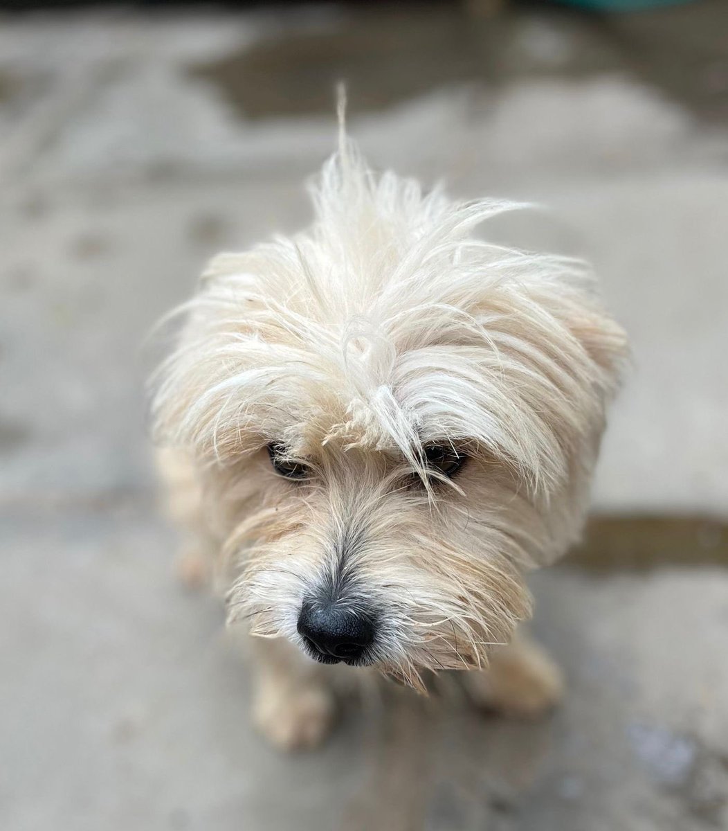 alphakennelske's tweet image. Hey guys,I’m clearing my kennels in order to create more space,i have a total of 13 dogs that i need to rehome @9k each.Pick up location is in Karen but we can facilitate delivery.
Follow @alphakennelske 

#ZenGarden
#UoNClass2023 
#Mercy
#MetropolCRB 
#dogsforsale