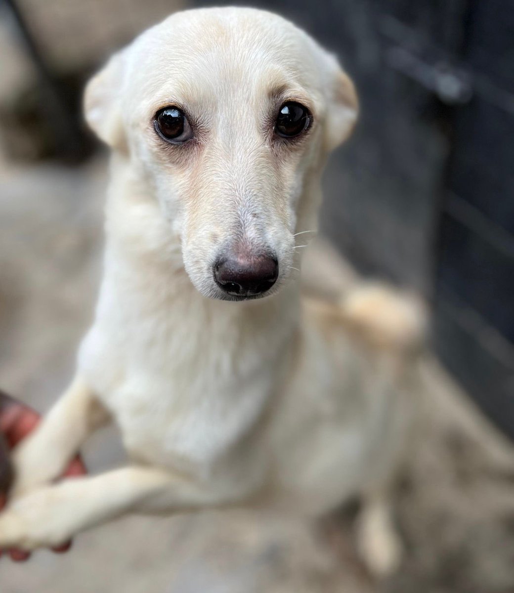 alphakennelske's tweet image. Hey guys,I’m clearing my kennels in order to create more space,i have a total of 13 dogs that i need to rehome @9k each.Pick up location is in Karen but we can facilitate delivery.
Follow @alphakennelske 

#ZenGarden
#UoNClass2023 
#Mercy
#MetropolCRB 
#dogsforsale