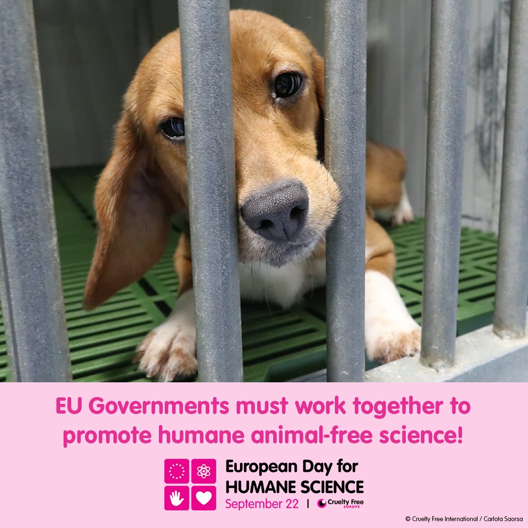 CrueltyFreeIntl's tweet image. Today is #EuropeanDayforHumaneScience 🔬@CrueltyFreeEU founded this day 3 years ago to mark the 10th anniversary of the adoption of the EU Directive on Animals in Science but very little has changed. We’re still fighting for a concrete phase out plan for animal testing in Europe