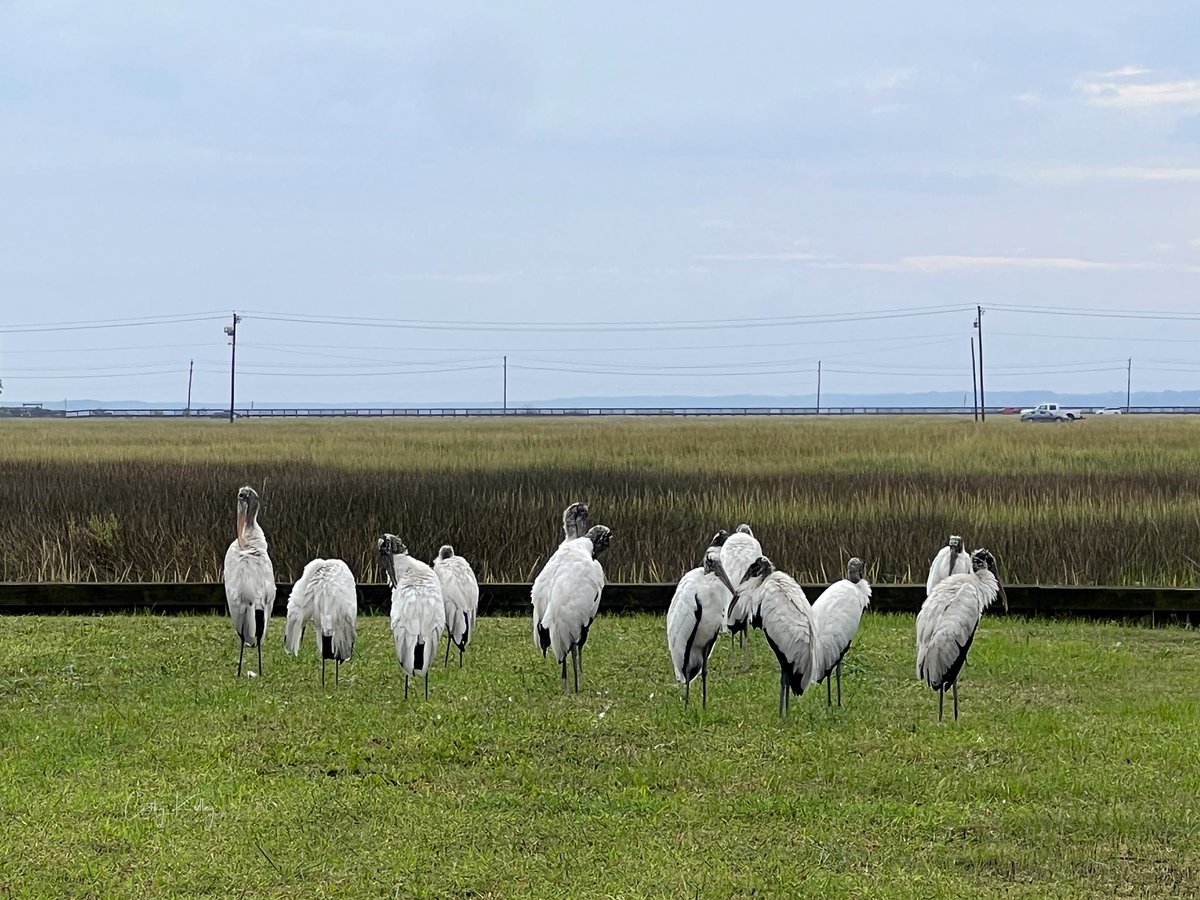 catsunrisechick's tweet photo. Did you know a group of Wood Storks is known as a muster? #woodstorks #gardencitybeach #weather #SouthCarolina #beachlife #scwx #ncwx https://t.co/eRVam8rkrF