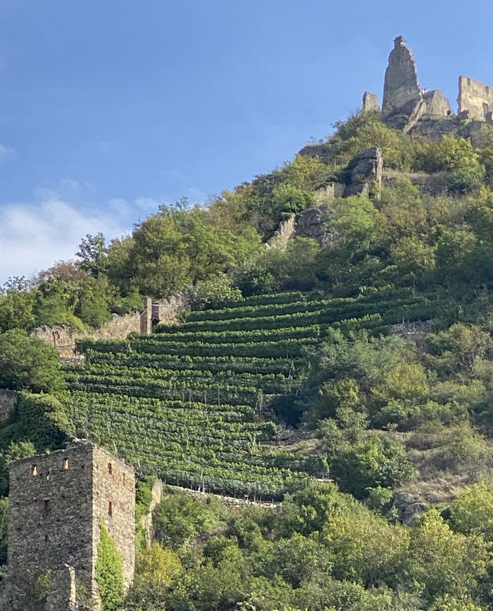 GroupTravelMac's tweet image. #Vineyards climb the steep hillsides up to the #castle ruins in #Durnstein, Austria. ⁦@AvalonWaterways⁩ #Wine #TravelTogether #FindYourGroup