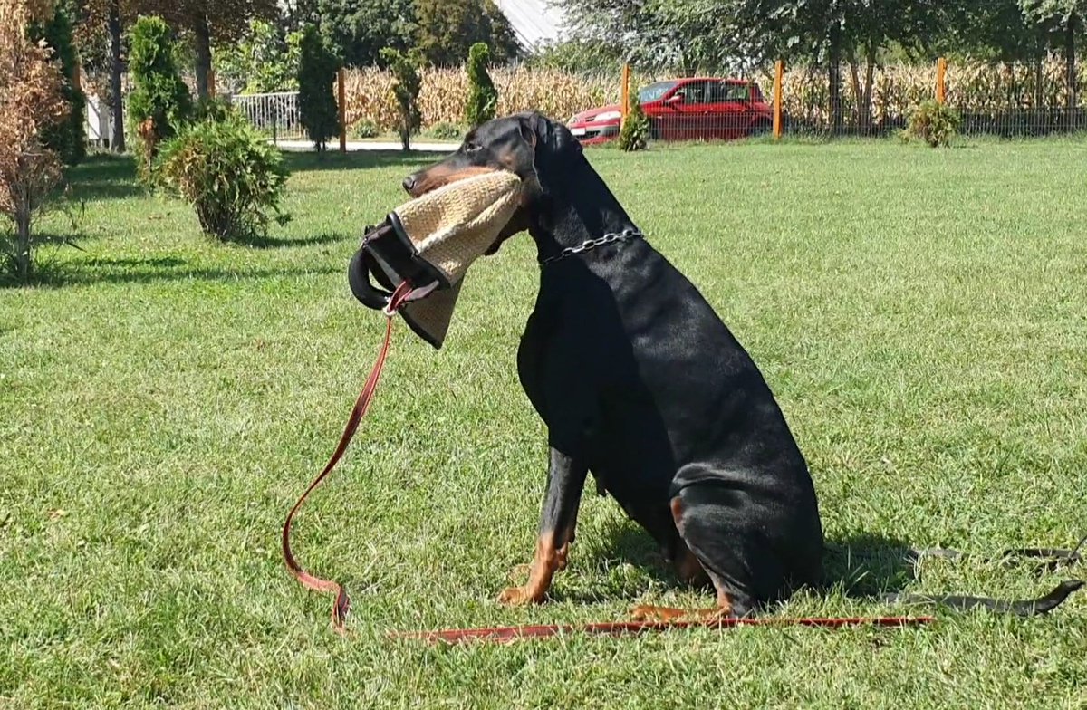 radatheboss's tweet photo. Real Dominus...👑
#DracoDominusdobermannkennel #DracoDominusprince #DracoDominusdoberman #Dobermann #europeandobermann #Dobermanforum #DOBERMAN #dobermanpinscher #dobermannlove #Lovestory #northernlights #Dobermannwork #showdog #workingdog #Europeandoberman https://t.co/GJvgVkrWlf