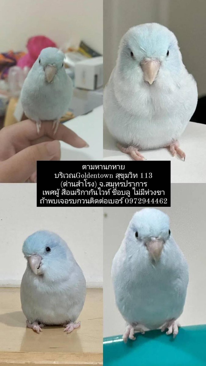 _jer3m1e_'s tweet photo. **  เลื่อนผ่าน , เจอทวิตนี้รบกวนช่วยรีทวิตต่อให้เค้าทีนะคะ 😭
เค้าขออนุญาตใช้พื้นที่ตรงนี้ในการตามหานกหายนะคะ 🥹 ลายละเอียดน้องตามในภาพเลยค่ะ หากพบเจอสามารถติดต่อมาที่เรา หรือเบอร์ที่ทิ้งไว้ให้ได้เลยค่ะ🙇‍♀️ รบกวนไม่โทรมาป่วนเบอร์ด้วยนะคะ นกตัวนี้สำคัญต่อเพื่อนเรามากจริงๆค่ะ https://t.co/hRNWZmWUWJ