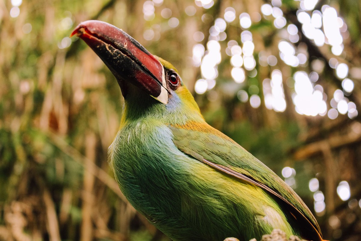 How can financial actors align their policies and decision-making to achieve the goals of the Kunming-Montreal Global Biodiversity Framework? @UNEP_FI's high-level roadmap proposes recommendations based on existing commitments, guidance, & frameworks. ➡️ ggkp.org/ZMN