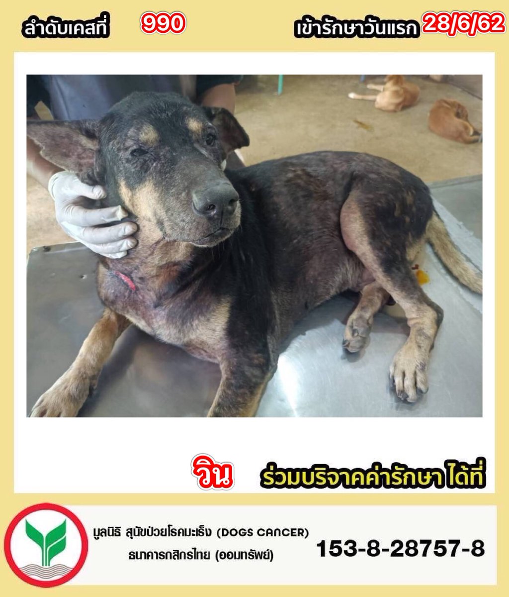 DogsCancer's tweet photo. ♦️วิน ลำดับที่ 990 เข้ารักษา28-6-62 น้ำหนัก24.8kg. #อัพเดตอาการ 22-09-66 เช็ดทำความสะอาดแผลที่คอ  แต้มด้วยเบตาดีน ทานอาหารได้ ขับถ่ายปกติ 
▪️มาด้วยอาการมีแผลเน่าตามตัวฉีกขาดเป็นบริเวณวงกว้าง เหวอะหวะ #แผลลึกมากจนเห็นหลอดอาหารติดเชื้อง่ายมาก คุณหมอคิดว่าอาจจะถูกฟันและแผลไม่ได้รับการรักษาจึงทำให้เกิดแผลเน่ากินเป็นแผลเปิดเป็นบริเวณกว้าง คุณหมอแจ้งว่ายังเย็บไม่ได้จะต้องให้แผลสะอาดและดีขึ้นกว่านี้ก่อน #ต้องทำแผลอย่างระมัดระวังทุกวัน! แผลค่อนข้างสาหัสมาก มีโอกาสเสียชีวิต! แต่หากคุมควบคุมการติดเชื้อของแผลได้มีโอกาสรอดชีวิตเช่นกันค่ะ 
#ค่าเลือด
เกล็ดเลือด : ต่ำมาก
เม็ดเลือดแดง : ต่ำ
เม็ดเลือดขาว : สูง
ค่าตับ/ไต : (รอแจ้งอีกครั้ง)
-ค่าการติดเชื้อสูงมาก📍
-เป็นพยาธิเม็ดเลือด📍

#ร่วมบริจาคช่วยสุนัขป่วยโรคมะเร็ง
📌มูลนิธิ สุนัขป่วยโรคมะเร็ง(Dogs 
Cancer) 
 ธนาคาร  : กสิกรไทย 
เลขบัญชี  : 153-828757-8

📌มูลนิธิ เลขที่ 5/2566

📞 ติดต่อมูลนิธิฯ 
โทร : 064-2463664

🔹-Line id : @dogscancer
https://t.co/vZhyIvvKyd 

🔹-Instagram : dogscancerfoundation 

🔹-ติดต่อเพจฯ Inbox 👇
https://t.co/xUqppbWORg. 

🔹-หรือสำหรับเยี่ยมชมเพจฯ👇
https://t.co/5bhEYjAgPs. 

 ❗️#ปัจจุบันทางเพจมีเคสที่รับผิดชอบและรักษาอยู่จำนวนมากเกือบ #142ชีวิต ยอดบริจาคที่เกินในแต่ละเคส สามารถช่วยเหลือช่วยเหลือค่ารักษาในเคสอื่นๆค่ะ 🙏🙇‍♀️

#อัลบั้มและประวัติการรักษาของวิน👇
https://t.co/CRqw8mfiL3