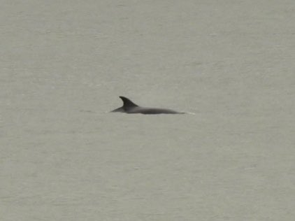 Nice to see something different on a seawatch 😃. Not sure what though other than a porpoisey whaley thingy 😄. At Overstrand this morning going east a few hundred yards out. 
@wildnorfolk