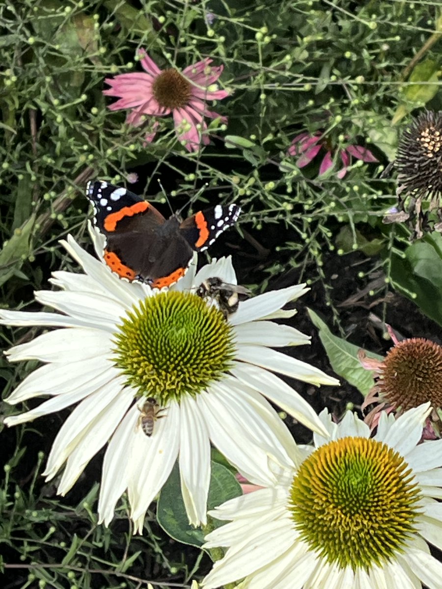 cityofys5's tweet photo. Bounteous nature
her power is immense
she makes the smallest creature
and lends that creature sense https://t.co/c8ks6W6c4N