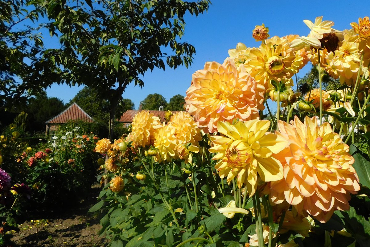 IanW1985's tweet photo. #GunbyHall #NT #loveukweather #FlowersOfTwitter #Flowers #dahlia https://t.co/uutp1AIGdU