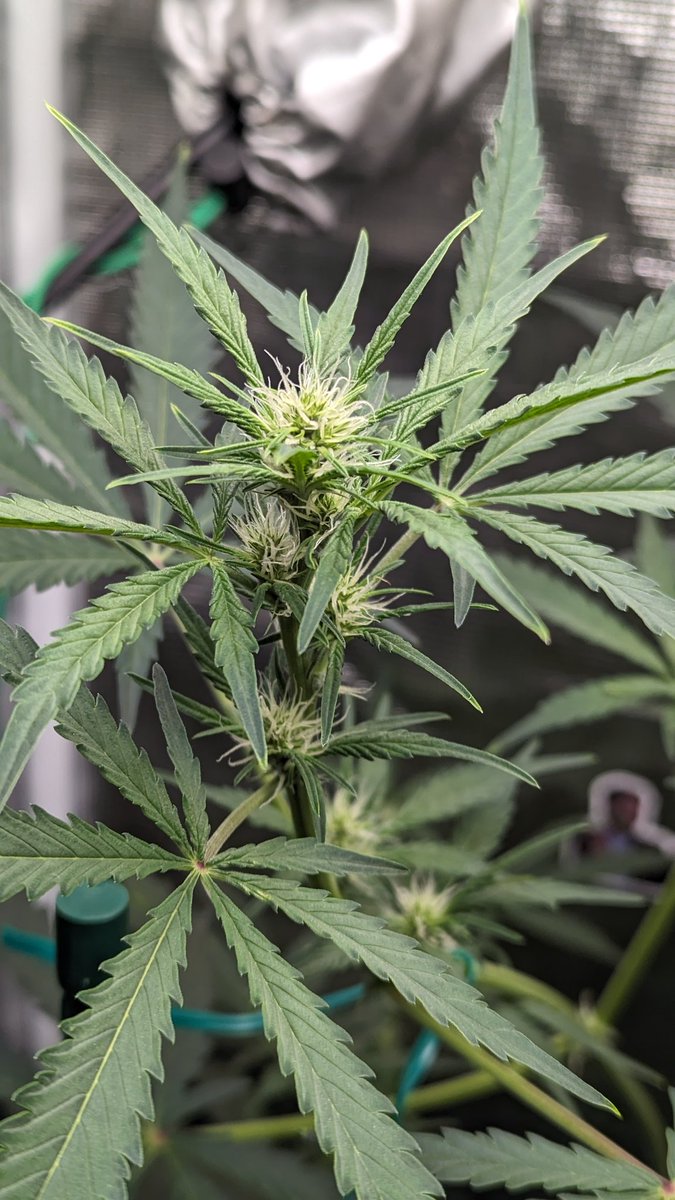 IGROWmids710's tweet photo. Good morning &amp; happy Friday!   #MagicKush #growyourown #HomeGrown #growweed #autos https://t.co/3fOYBmJdob