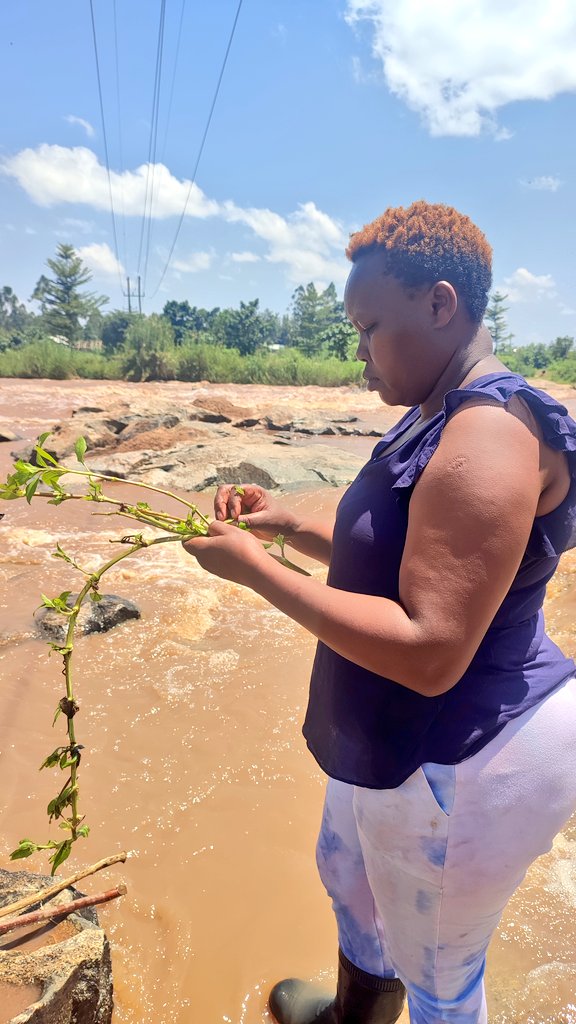 Today marks day 5 of the #onchocerciasis reconnaissance visit 

The #NTD team at Mumias Central Ward-Angola Village looking for larvae and pupa stages of simulium on trailing vegetation & crabs present in the area

#onchoeliminationkenya
#elimination
#lastmile
#endingtheneglect