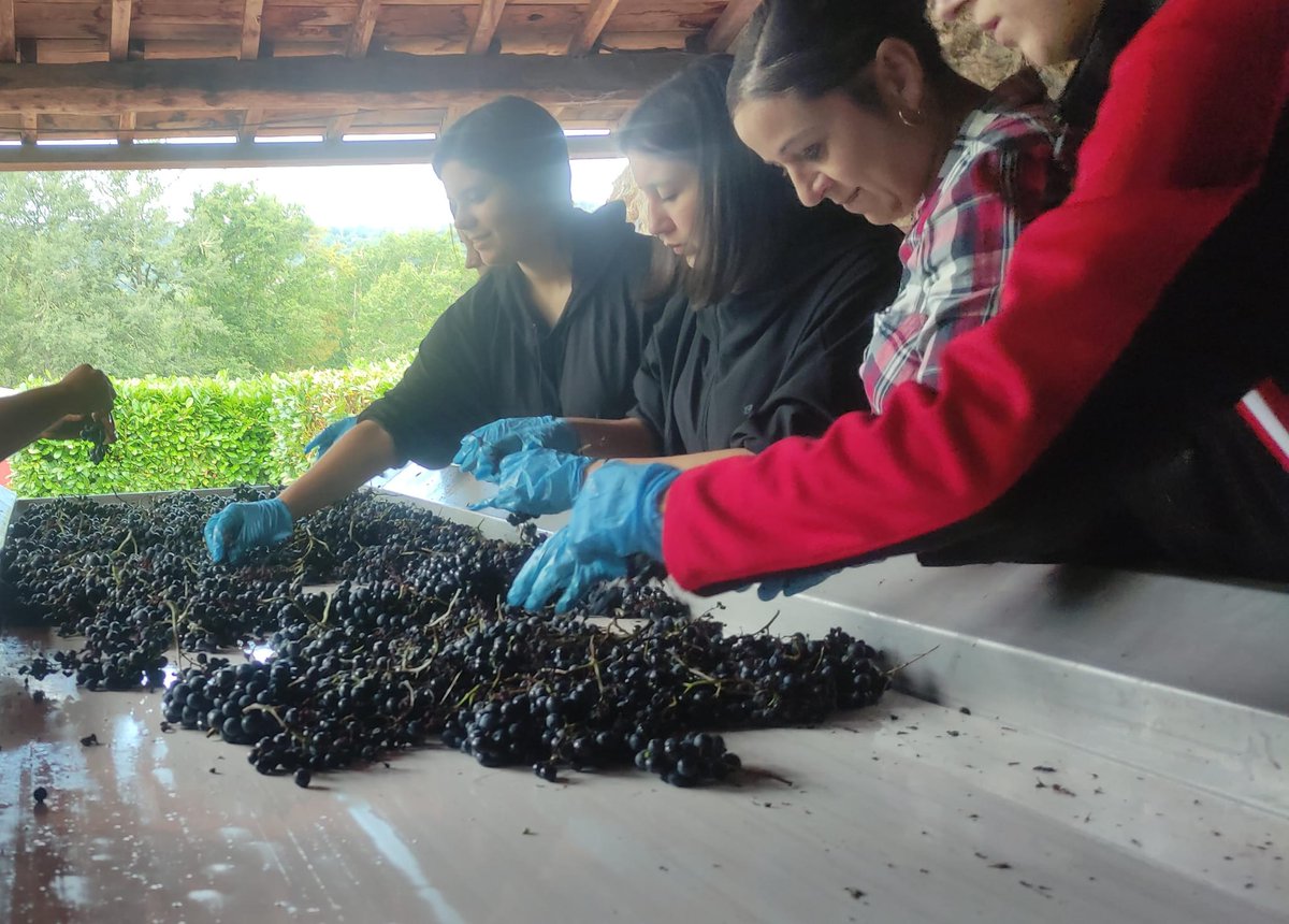 Esas manos seleccionaran las mejores 🍇🍇 para obtener un gran productp final🍷
Seguimos con la #Vendimia2023 en nuestra escuela
#CPRBelarminoFdez #ViticulturaHeroica #RibeiraSacra