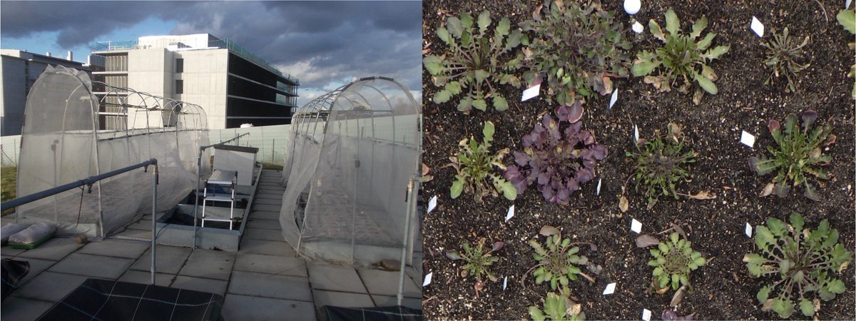Kentaro K. Shimizu 清水健太郎 (@kkshimizu1) on Twitter photo Press release "AI Increases Precision in Plant Observation" in English and German:
news.uzh.ch/en/articles/me…
Picture of our new PlantServation hardware and color variation of plants in the Research Garden in the Irchel Campus.
<a href="/UZH_Science/">UZH Science</a> <a href="/uzh_evolution/">URPP Evolution in Action</a> nature.com/articles/s4146… Press release "AI Increases Precision in Plant Observation" in English and German:
news.uzh.ch/en/articles/me…
Picture of our new PlantServation hardware and color variation of plants in the Research Garden in the Irchel Campus.
<a href="/UZH_Science/">UZH Science</a> <a href="/uzh_evolution/">URPP Evolution in Action</a> nature.com/articles/s4146…