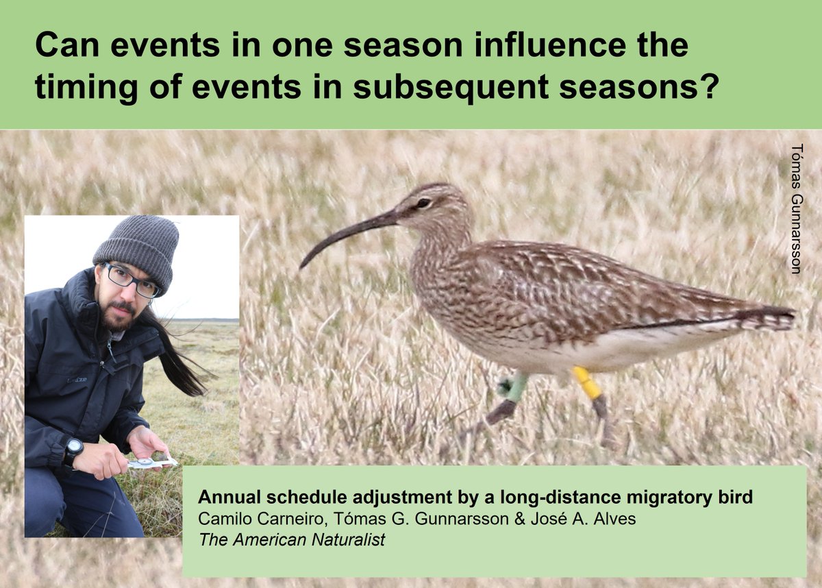 "There's a lot to fit into a year if you're a #Whimbrel"
A summary of seven years of fascinating research by <a href="/Camilo_Carneiro/">Camilo Carneiro</a>, published on 22 Sep 22 🎂
wadertales.wordpress.com/2022/09/22/a-w…
#waders #shorebirds #ornithology #phenology
