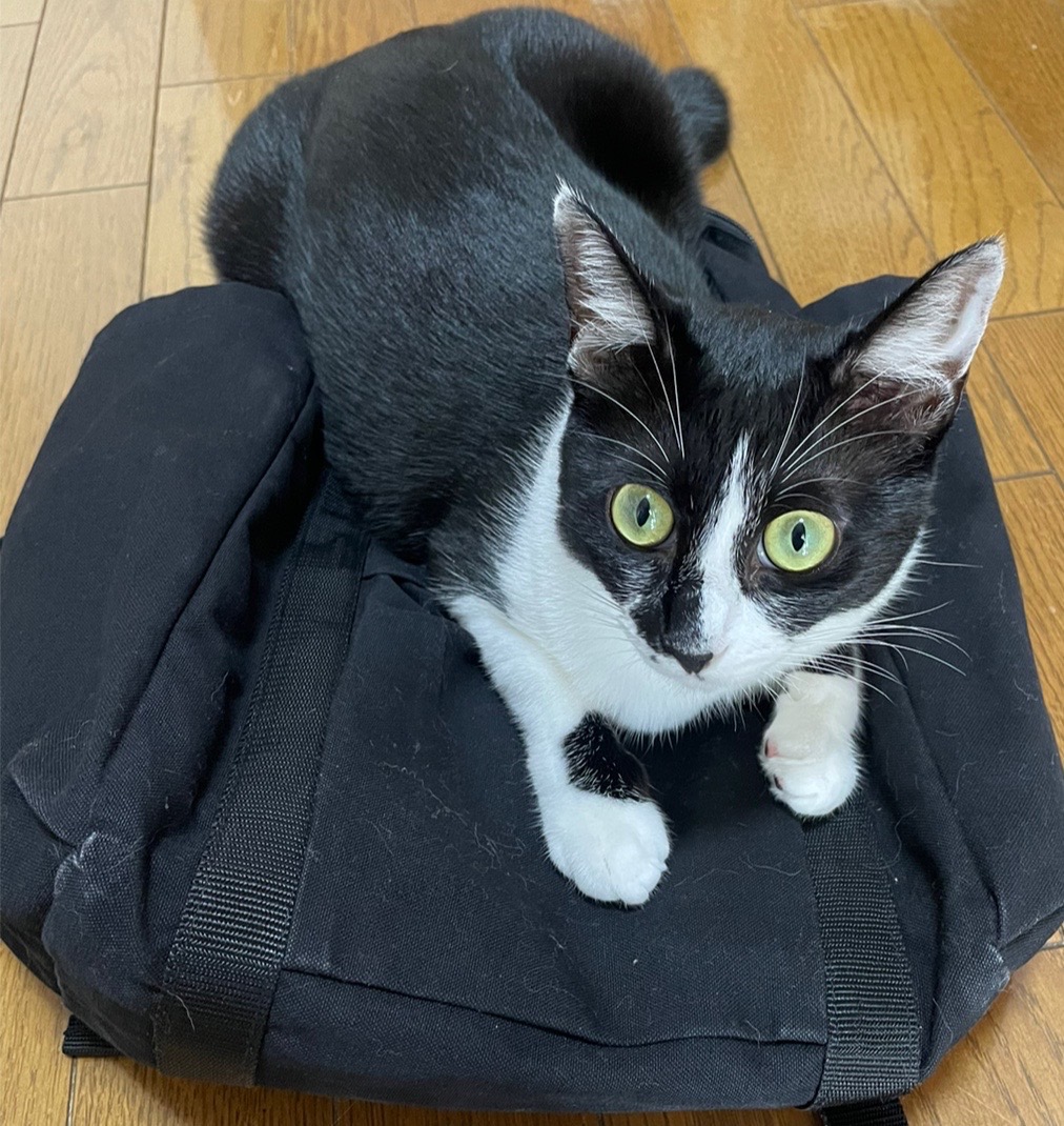 これは出勤を妨害するなすび🍆
#猫 #ねこ #猫のいる暮らし #猫好きさんと繋がりたい