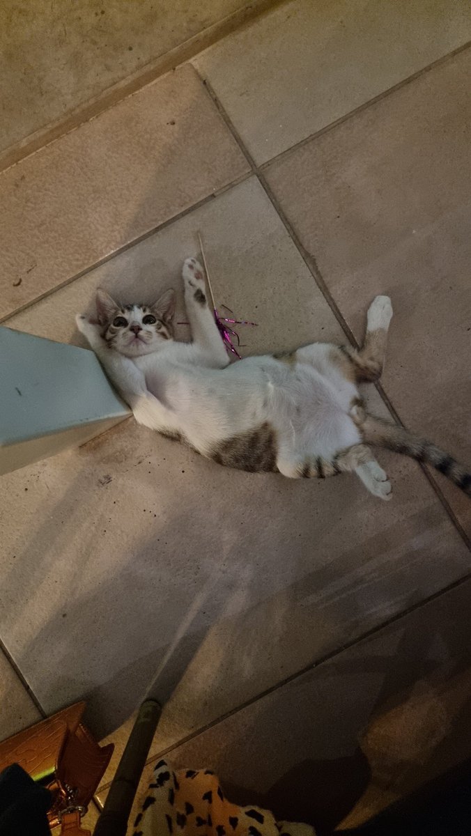 hanflap's tweet image. Chicken 😻🇹🇷 @laurachiz