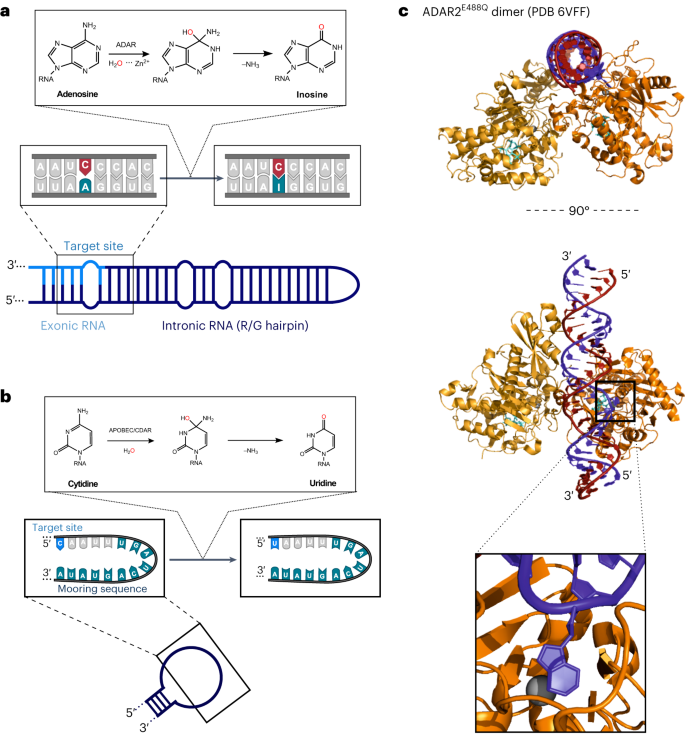 Precision RNA base editing with engineered and endogenous effectors go.nature.com/3LxRiXu