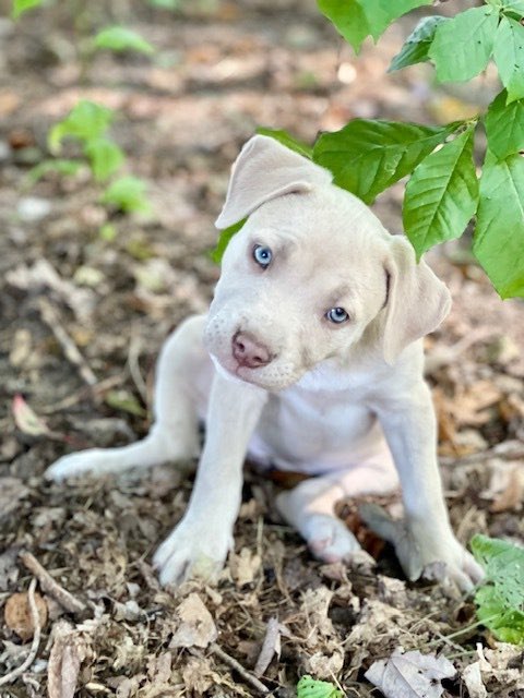 This is Lil Sunshine &amp; she’s 2 months old! She has the cutest eyes &amp; scrunchiest eyebrows. We hope you love her as much as we do. 💛 #adoptdontshop #untilrherearenone #dogsofgr

Adopt her at: petlover.petstablished.com/pets/public/18…