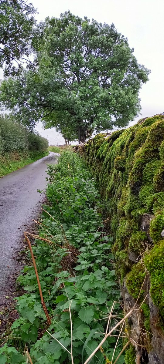 Hugo_Furst1863's tweet photo. @LanesTree Ashbourne Lane #Wetton #PeakDistrict https://t.co/6rZAJ862TP