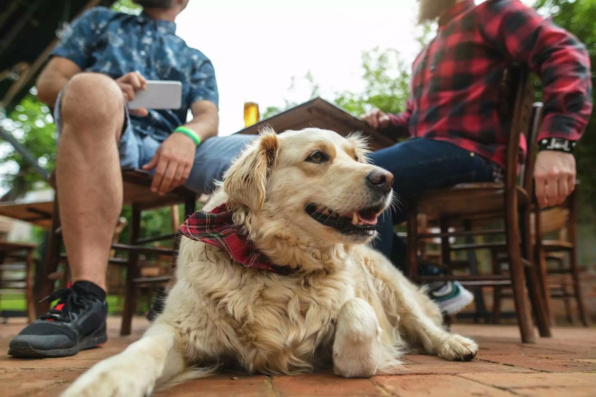 The Arboretum in Austin hosts its 4th Annual Pups &amp; Pints celebration

mysanantonio.com/news/local/art…

#austin #austintexas #atx #texas