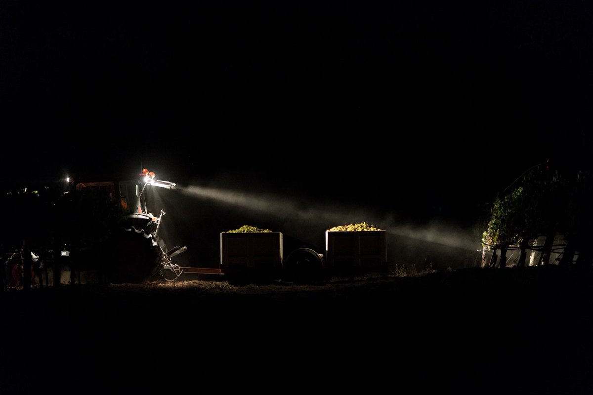 While you were sleeping.
.
.

Harvesting at night allows for excellent acid retention and brightness of flavor