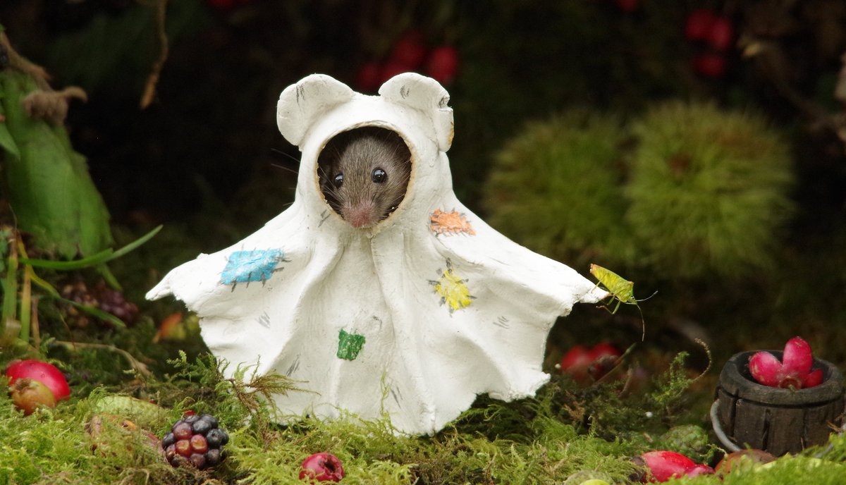 Ghost mouse has a shield bug pet