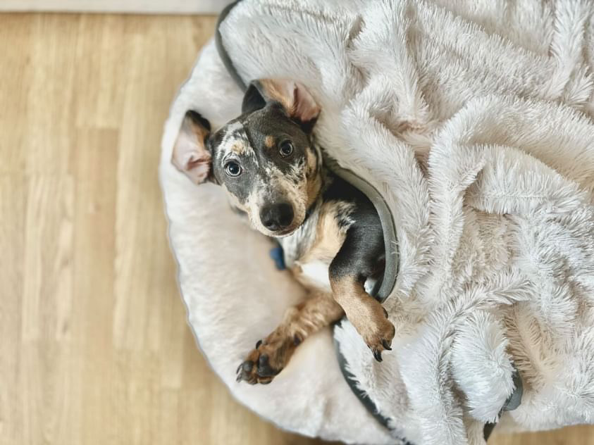 GorPets's tweet image. 🐾 Meet Sully, the ultimate lounge king! 😎 He's snuggled up on our Nordic Oval cushion, staying warm with our cozy Nordic Blanket. 🐶❄️ #DogsOfInstagram #CozyPup #GorPets