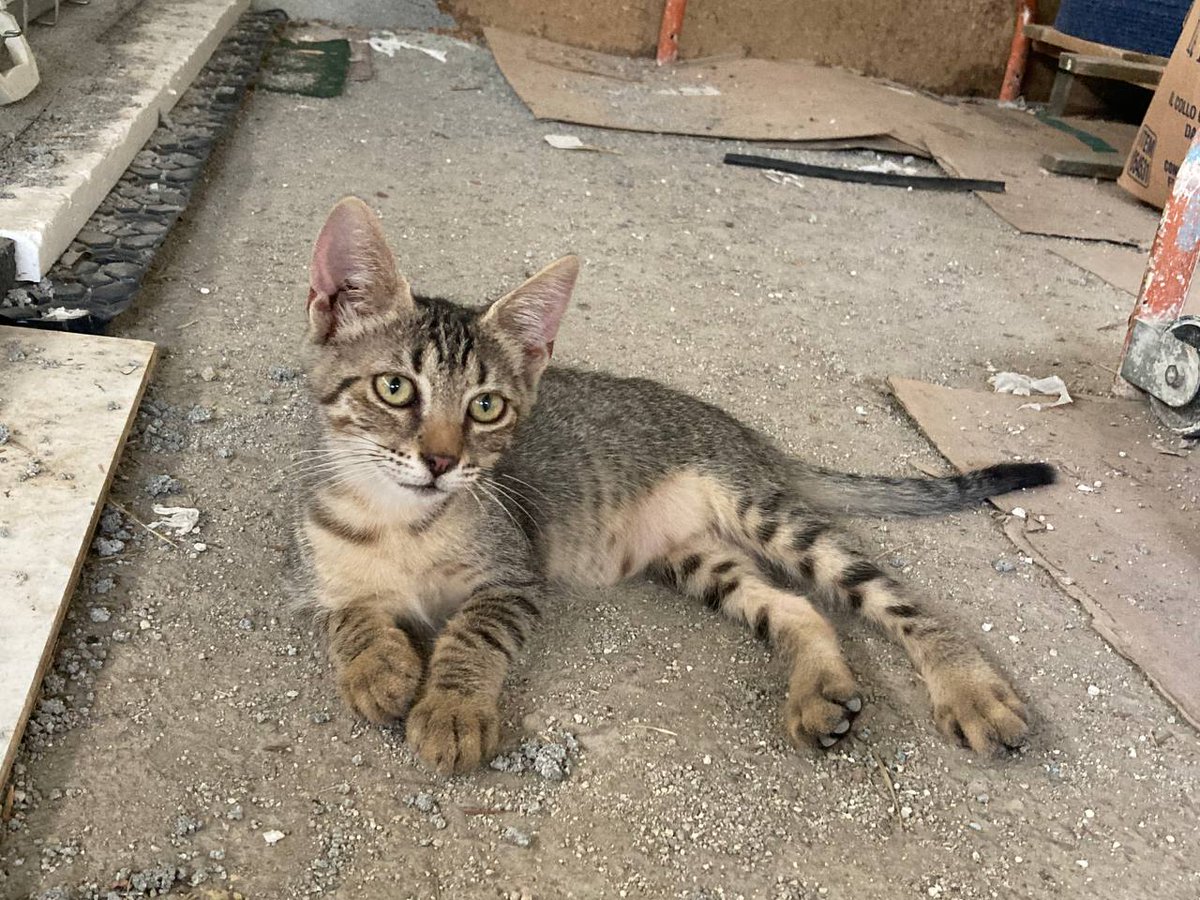 AdoptEu's tweet photo. Cerchiamo urgentemente adozione per Puma, gattina di  6 mesi. Dolcissima e affettuosa, superstite di una famiglia sterminata in campagna per un motivo o per l'altro. Per info in pvt 3481720914 https://t.co/XEJnwwZFCv