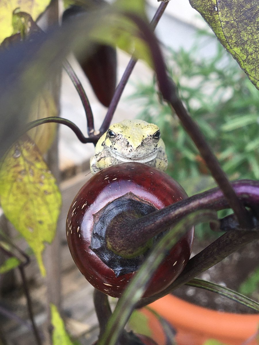 Walked out the back door and saw something on the Black Hungarian pepper plant. Looked a little closer and it was a cute little gray tree frog. Lucky to have these little critters around. They trill all day and make the garden a happy place.
#NotYourRegularRedTomato