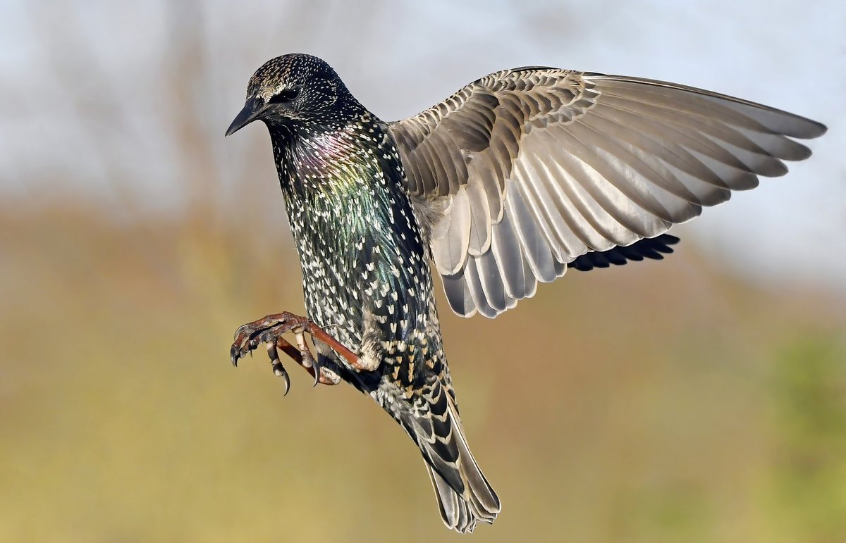 A colourful Starling arrives! 😊🐦