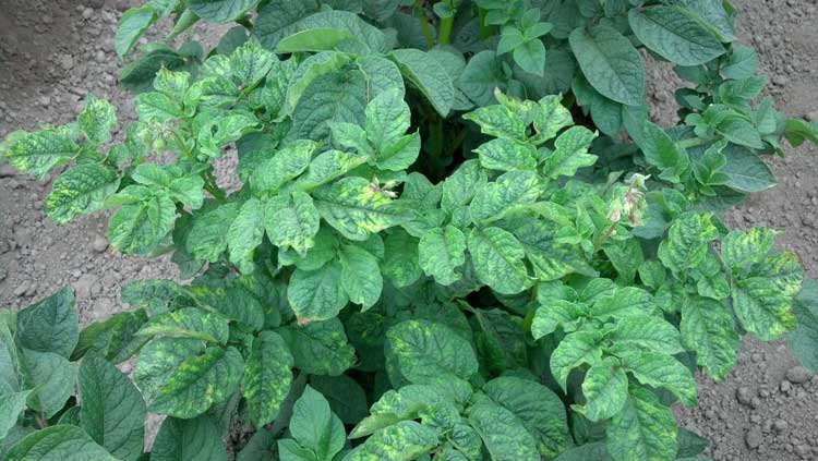 MRFImpacts's tweet photo. Scientists from the @USDA @uidaho @MSUCollegeofAg @wsucahnrs and @UWMadisonCALS developed virus detection training for potato growers, inspectors and regulators so they can act quickly and prevent serious losses. https://t.co/hbjIyzjGU7
#AgisAmerica #PotatoMonth https://t.co/atQfCaeX5b
