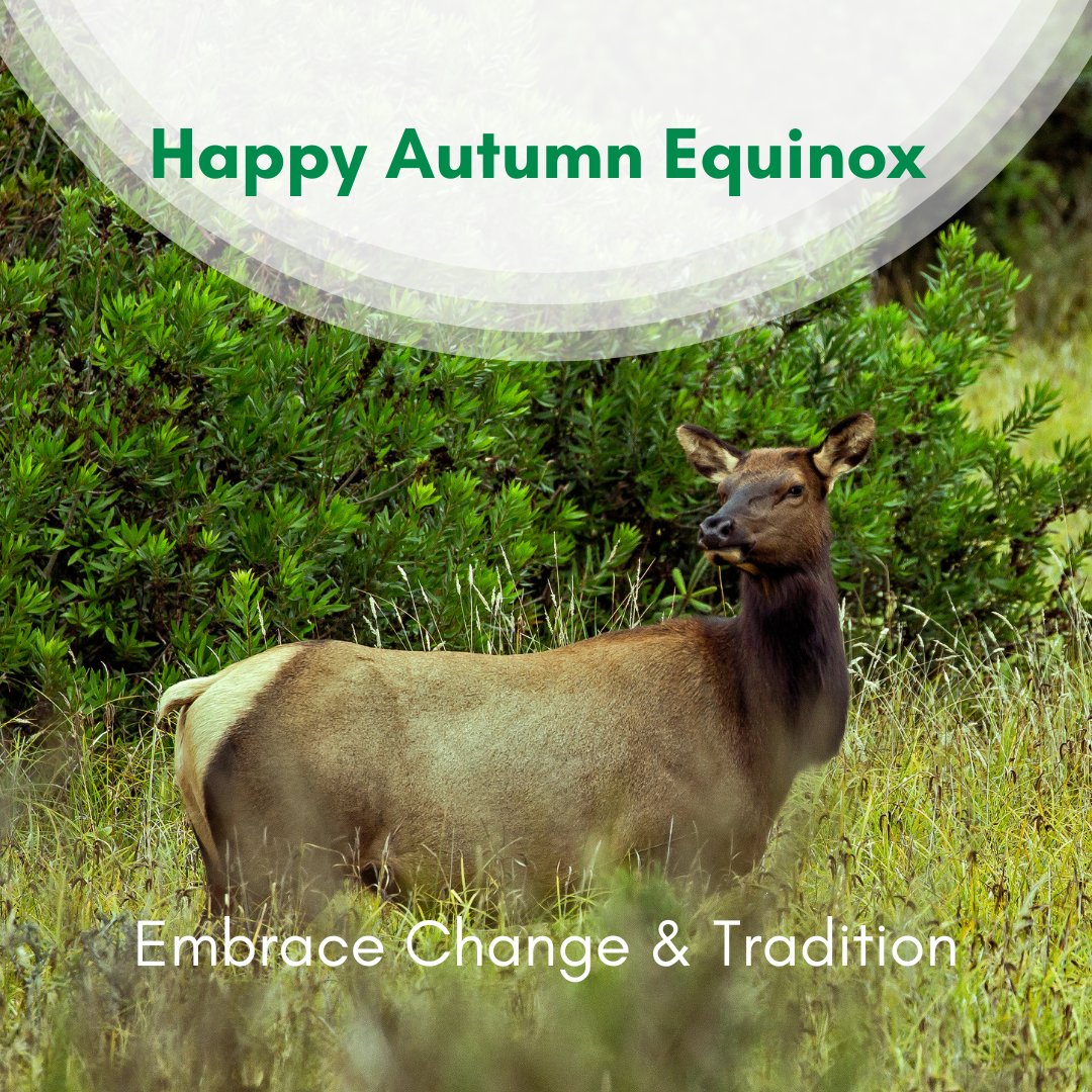 FHQDev's tweet image. Embrace Change and Tradition🌾

As #AutumnEquinox arrives, #FHQdev reflects on the bond between traditional #IndigenousValues

Equilibrium during the Equinox mirrors our commitment to balance in all we do🪶

Join us in honouring tradition while pursuing progress🍂#BusinessHarmony