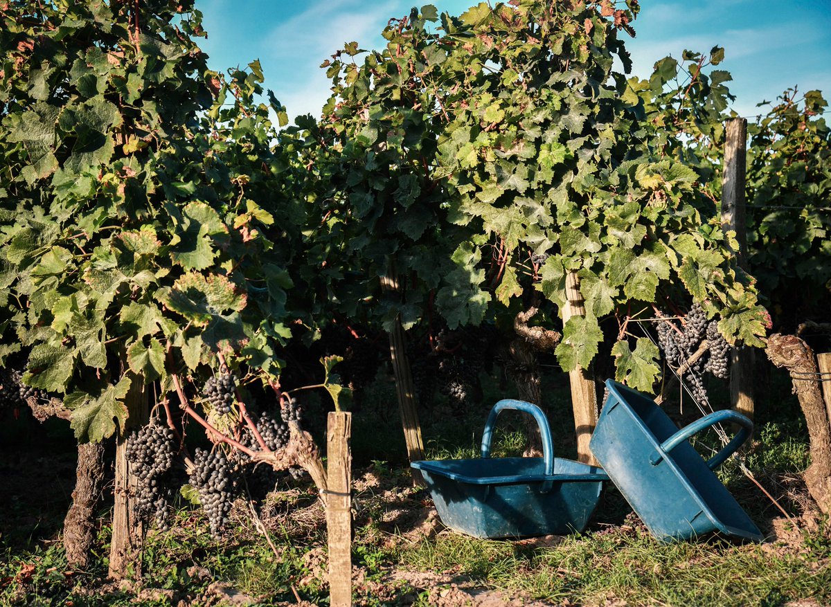 A snapshot of the 2023 harvest taking place
Vendanges 2023 sur le vif