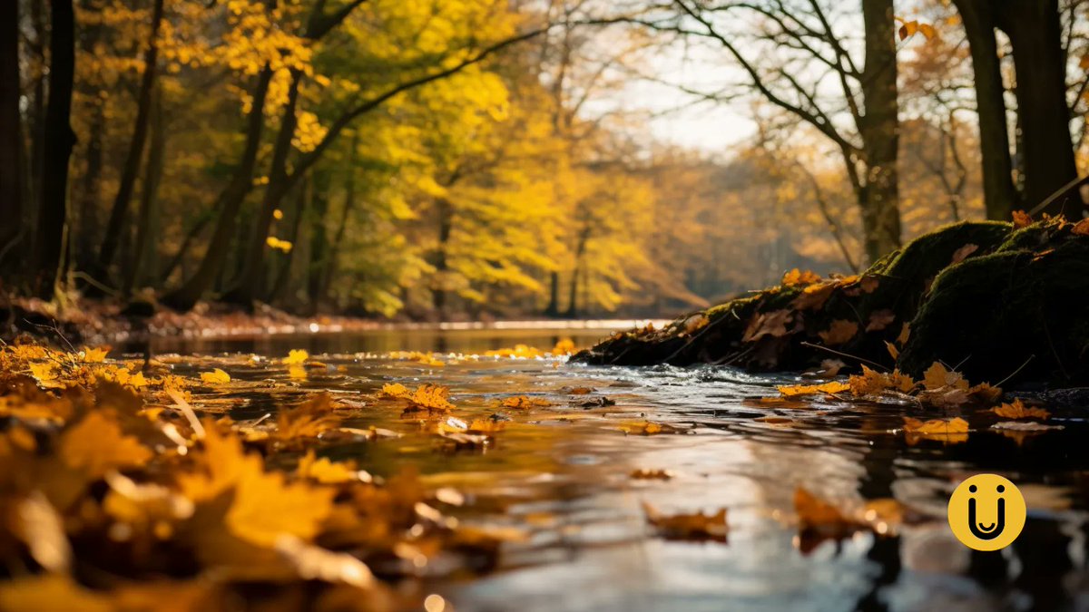 URDER_App's tweet photo. 🍂 Embracing the golden hues &amp; crisp air of Fall! As the leaves transform, we're preparing to bring transformation to your doorstep. New beginnings are just around the corner! 

#FirstDayOfFall #ComingSoon #URDER https://t.co/imVwGb9OKB