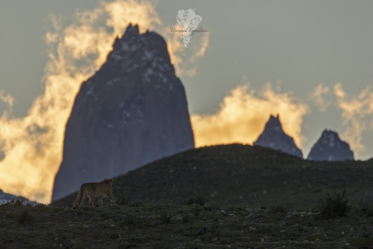 UntamedExp's tweet photo. Pumas and the Patagonian Landscape #1

Featuring these beautiful animals with the breathtaking backdrop of the towers of Torres del Paine in Patagonia, Chile.

#pumaconcolor #pumasofpatagonia #bigcatphotography #twitterwildlifephotography #untamedexpeditions #torresdelpaine https://t.co/5I76WwTyJH