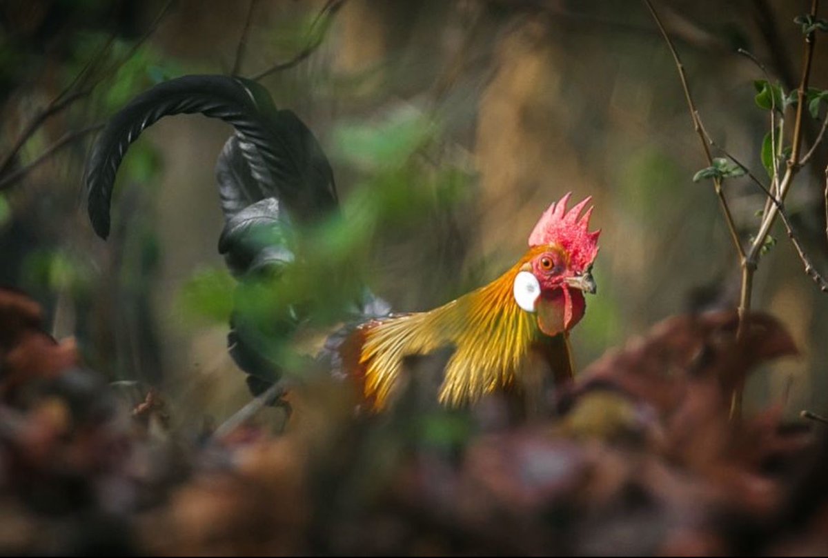 Red jungle-fowl, the #majestic and #colourful ancestor of the present day #domesticated chicken. Some 8000 years ago, the chicken was domesticated from #red jungle-fowl, and rest is history. 🐔 @IndiAves #indiwild #wildlifephotography #naturephotography #incredibleindia #india