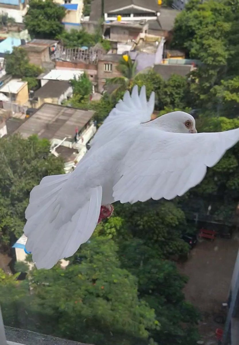 leelachandhar's tweet photo. White pigeon
#birdwatching #birds #windowbirding #IndiAves https://t.co/6WIEVuA6K8